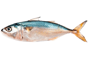 ปลาทูทอดราดพริก ร้านไสวอาหารทะเลแม่กลอง สมุทรสงคราม